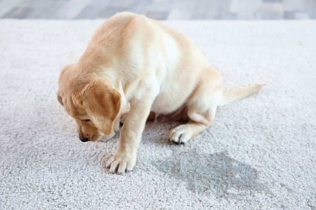 Puppy accident on carpet – how to remove carpet stains in Summerfield, Florida.