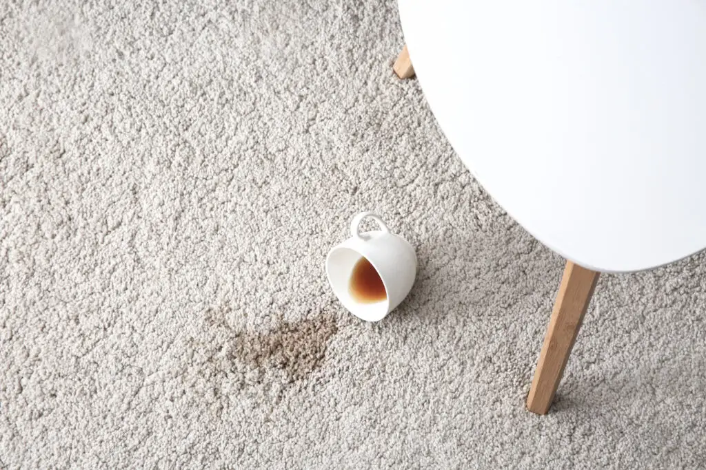 Coffee stain being removed from beige carpet with professional cleaning equipment by Errol’s Carpet Care.